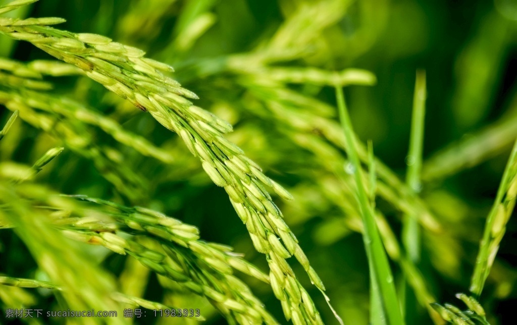 庄稼 水稻 农业 田野 绿色 丰收 植物 生命 希望 农作物 餐饮美食 食物原料