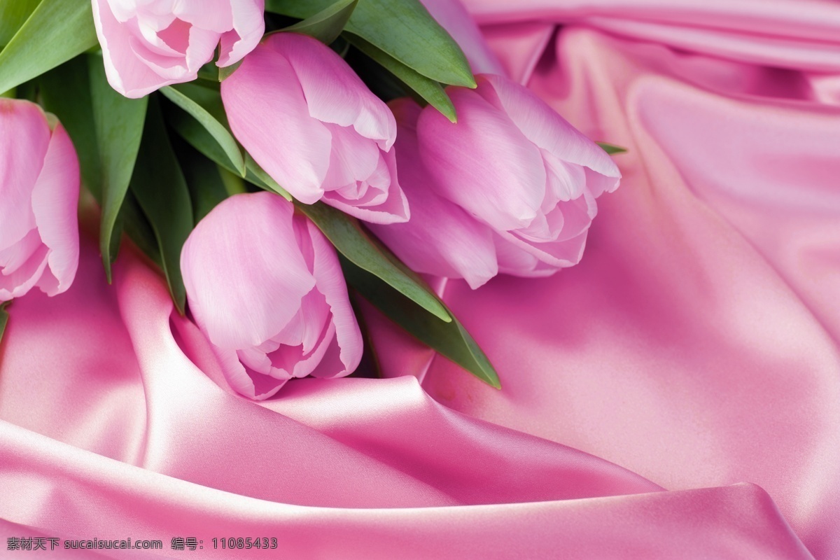 郁金香 粉色郁金香 丝绸 绸布 鲜花 美丽花卉 花草树木 生物世界