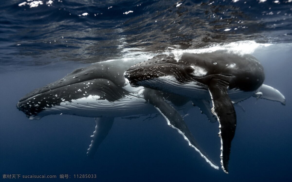 深海 座 头 鲸 大海 高清大图 海底世界 海洋 海洋生物 鲸鱼 母子 生物世界 座头鲸 巨兽