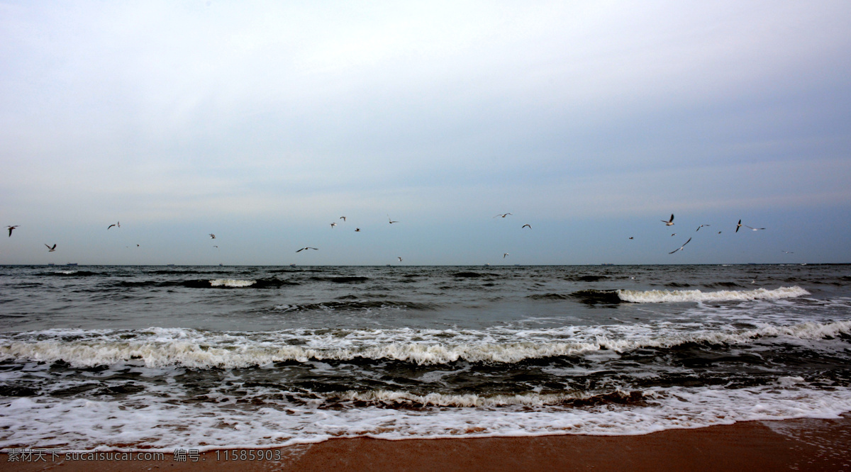 北戴河 海边 候鸟 秦皇岛 大海 海鸥 海浪 海鸟 旅游摄影 自然风景