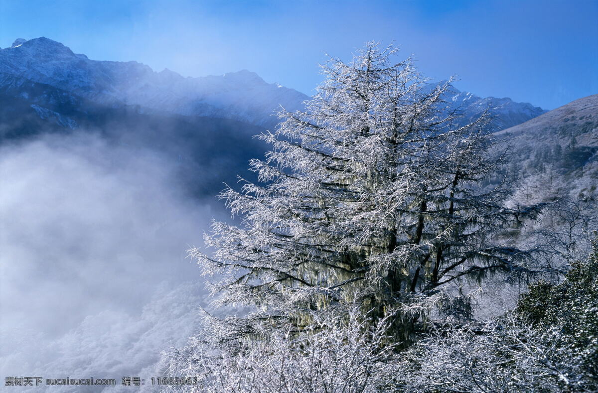 冬天 雪景 大雪 冬天雪景 风景 生活 旅游餐饮