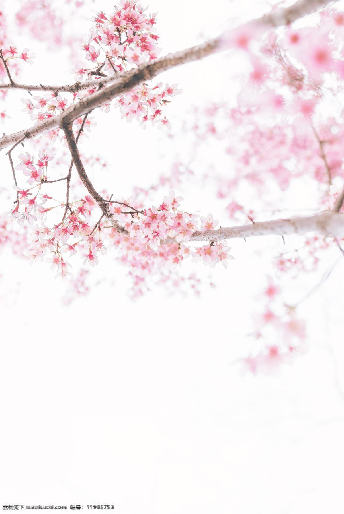 日本 富士山 樱花 绽放 粉色 迎春 观光 旅游 度假 休闲 4k 高清 图 收藏 自然景观 自然风光
