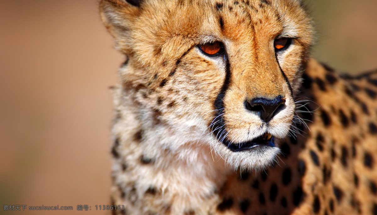 非洲 草原 上 猎豹 动物世界 陆地动物 生物世界 非洲草原动物