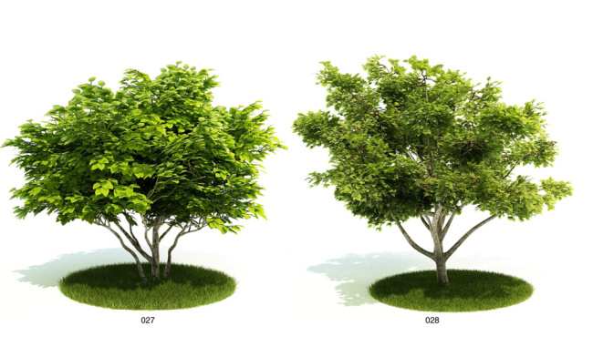 茂密 大树 绿色 模型 植物 3d模型素材 动植物模型