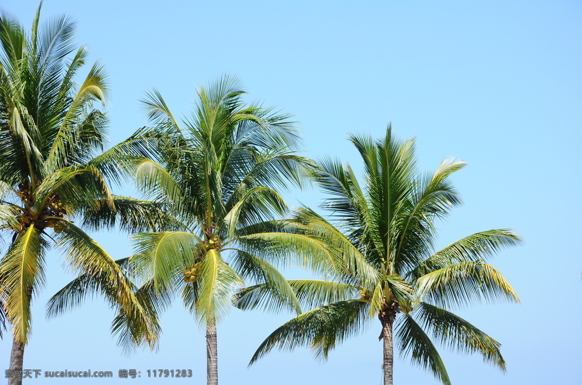 旅游摄影 清爽一夏 夏日风情 夏天 自然风景 棕榈树 夏威夷 海滩 蔚蓝天空 度假旅游 psd源文件