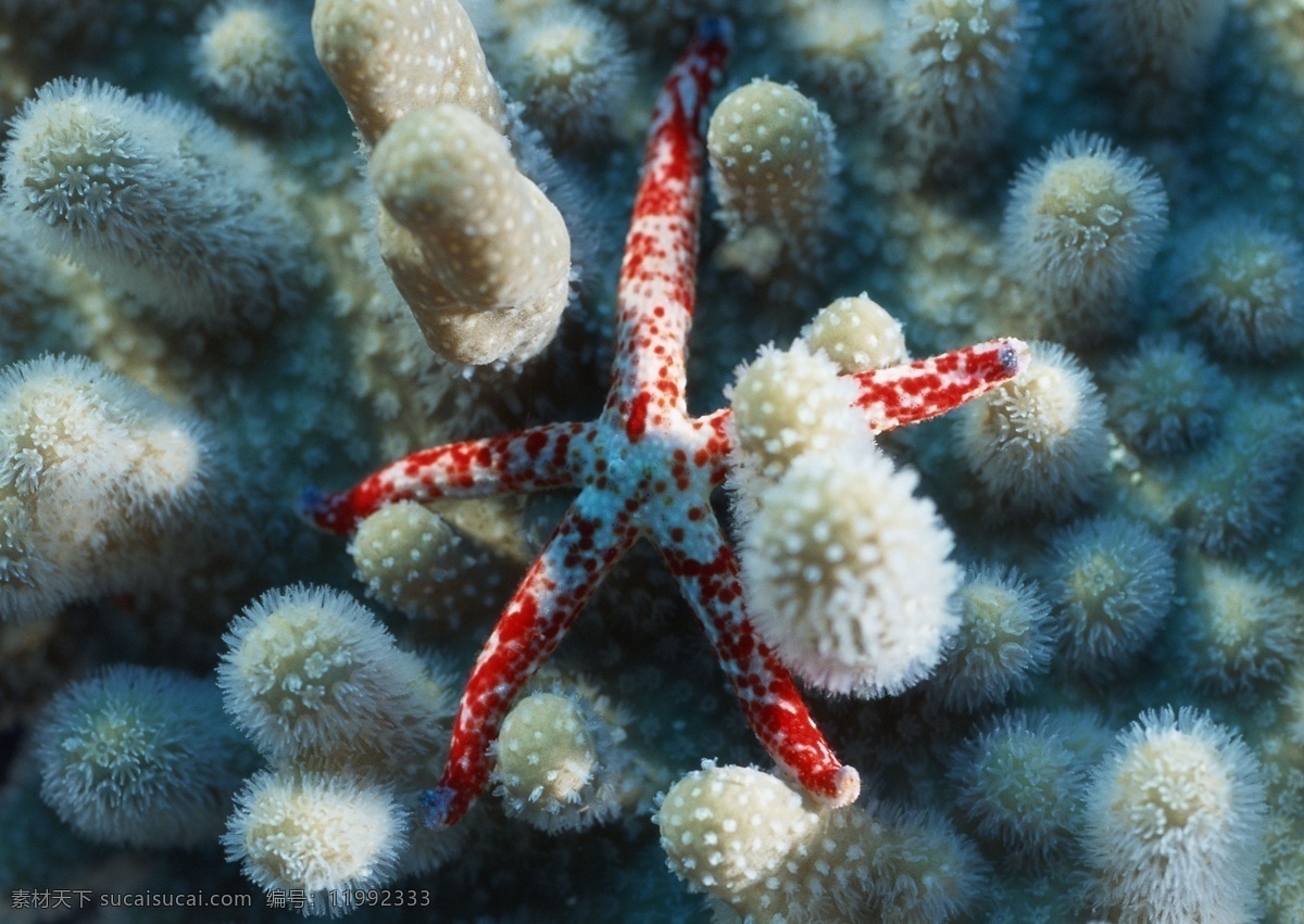 海洋生物 蓝色海洋 海底鱼类 海水 海底鱼群 珊瑚 海藻海草 海底摄影 海底世界 海底生物 海洋世界 海底奇观 图素动植物类 生物世界