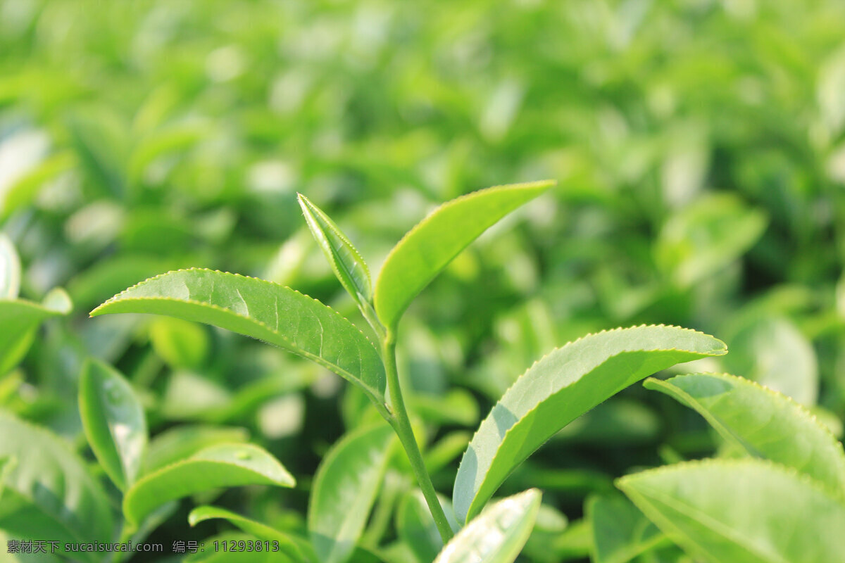 茶叶 茶园 茶芽 嫩芽 一片 茶 春茶 生物世界 花草