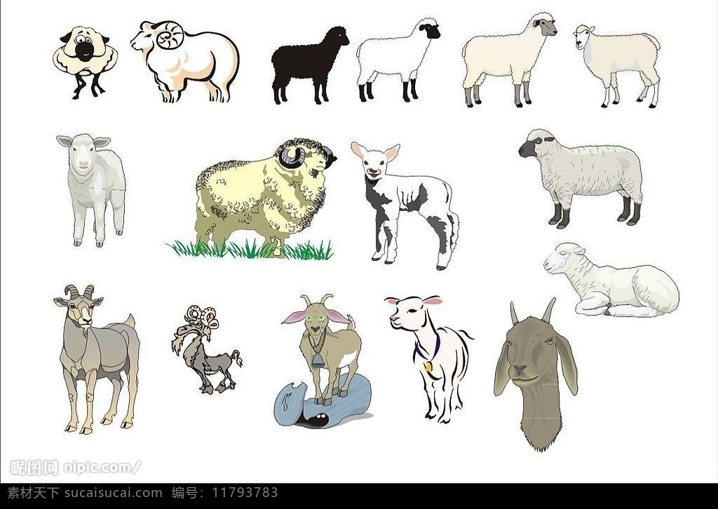 精选 coreldarw 矢量图 家畜 羊 山羊 绵羊 羊羔 生物世界 家禽家畜 矢量 动物 矢量图库