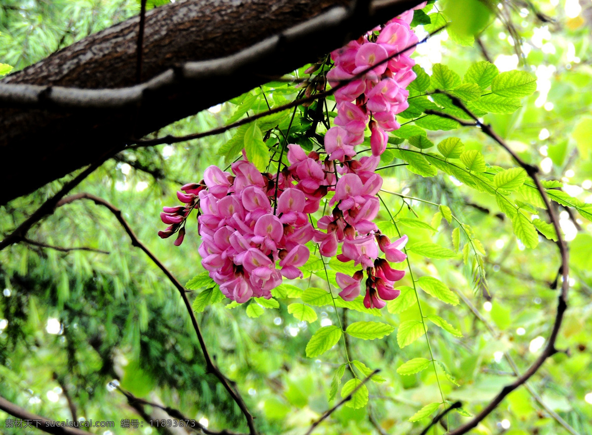 槐花 槐树 红槐花 春天 槐花饼 生物世界 花草 绿色