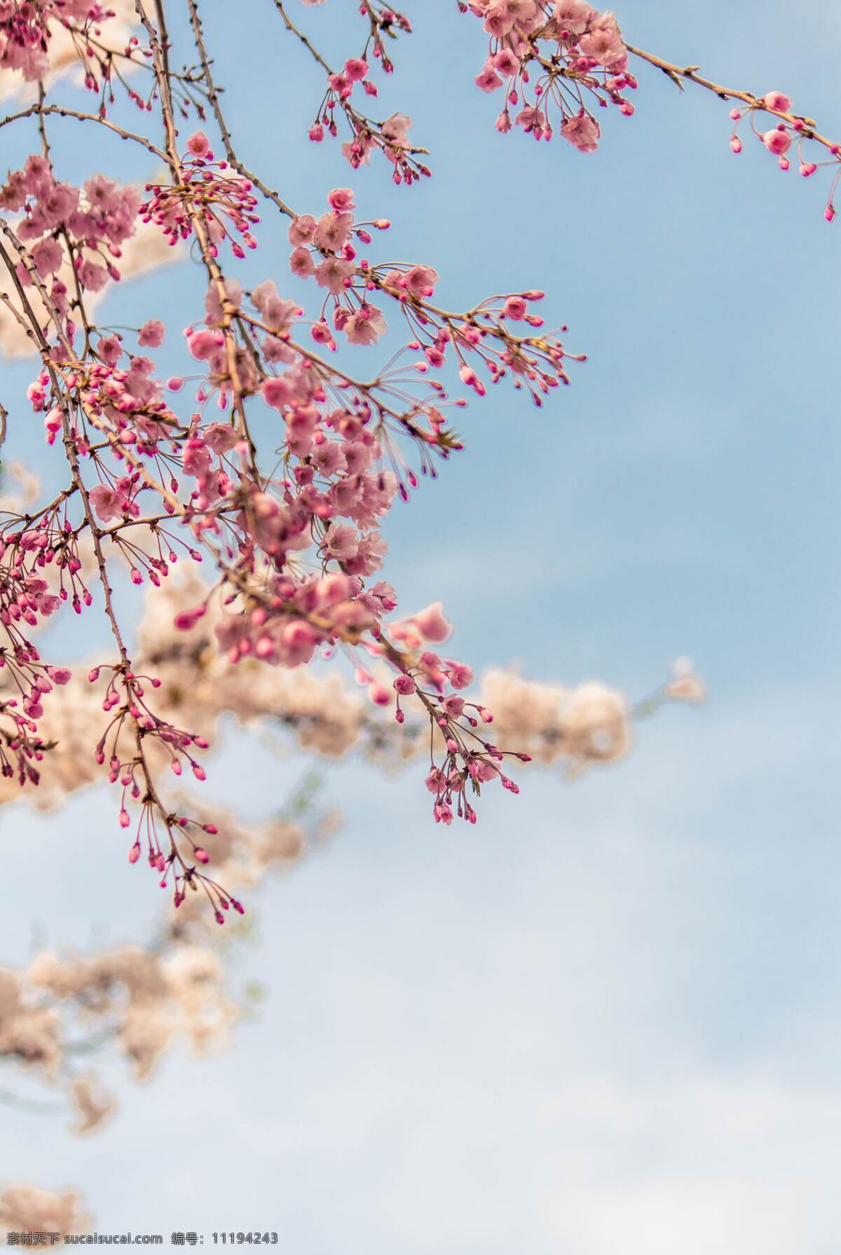 樱花 桃花 天空 蓝色 清新 背景 背景素材