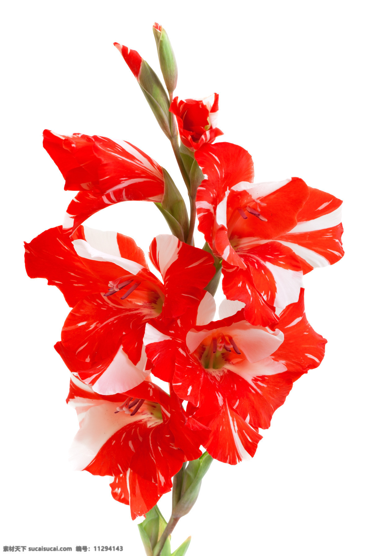 美人蕉 花 花朵 红色 红白相间 花束 花卉 边框 背景 底纹 花草 生物世界
