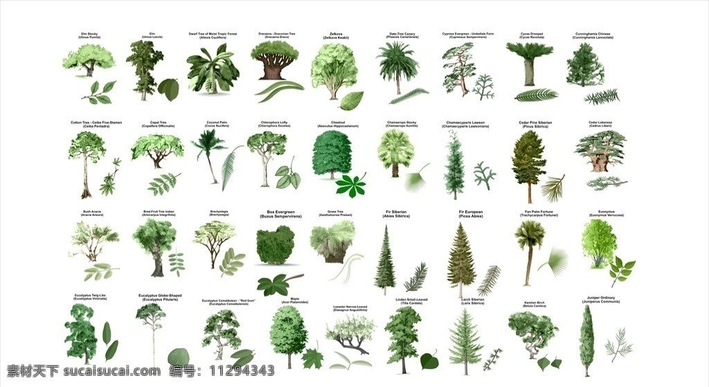 植物 植物合集 手绘植物 线描植物 手绘 线描 矢量植物 景观手绘 环艺 环艺素材 景观植物 手绘树 手绘大全 环境设计 景观设计 手绘花卉 绘画 文化艺术 绘画书法 园林设计