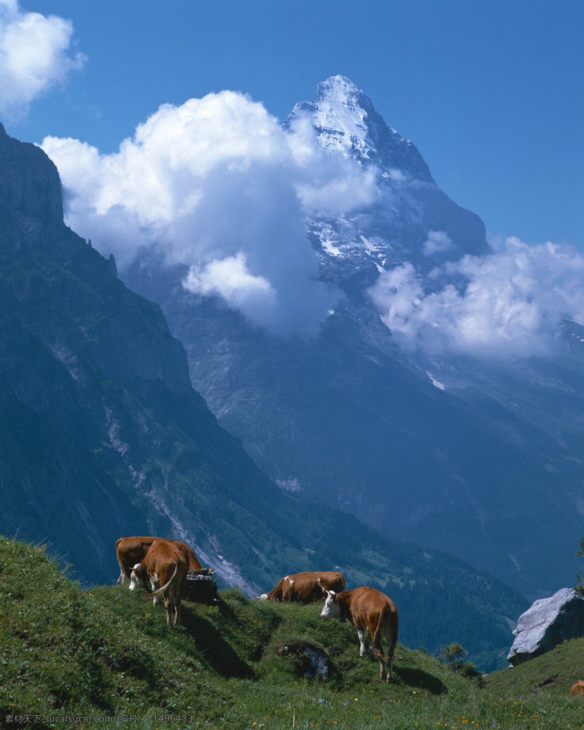 高山上的动物 天空 白云 高山 草地 牛 动物 自然风光 景观 景区 休闲 旅游 自然风景 自然景观 蓝色