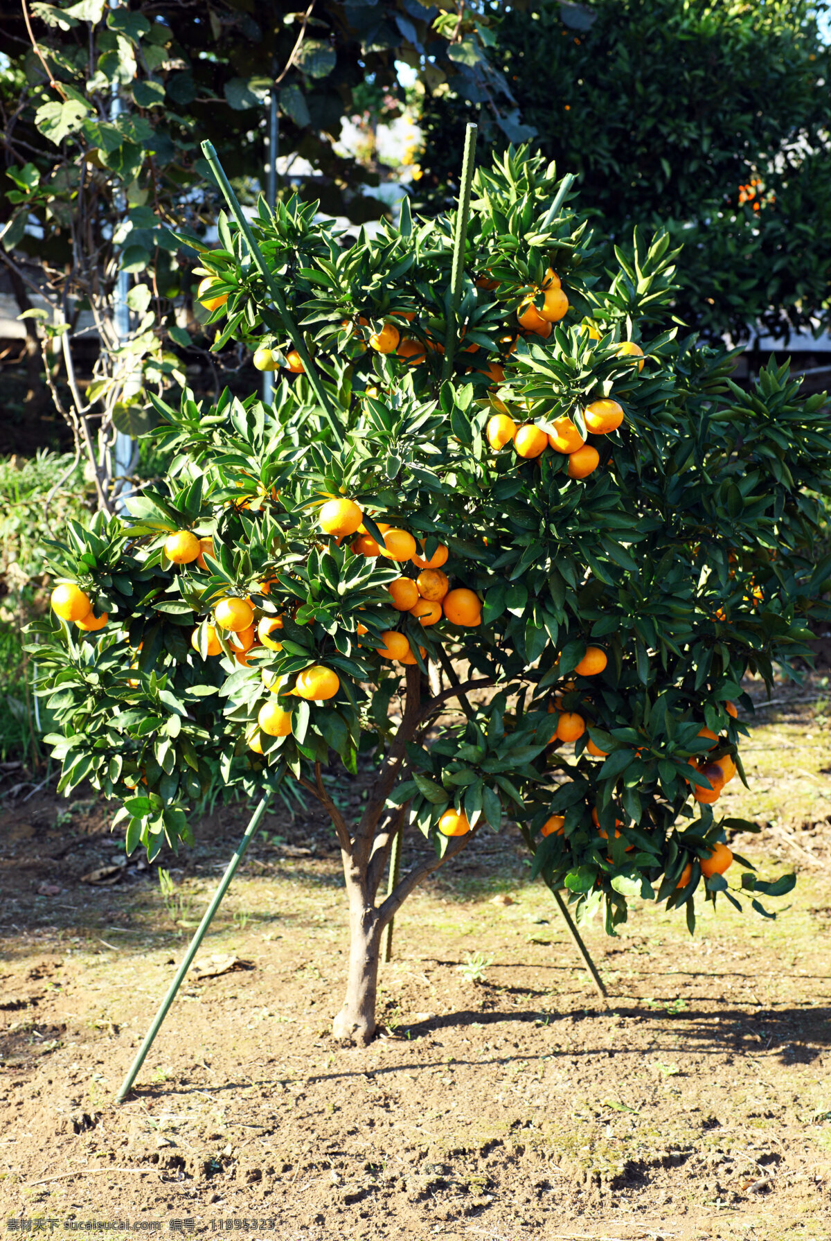 柑橘树 成熟柑橘果实 绿叶 土地 阳光 水果特写 水果 生物世界