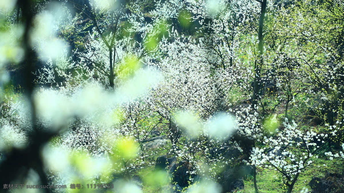 花海 春天 花草 生物世界 樱花 psd源文件