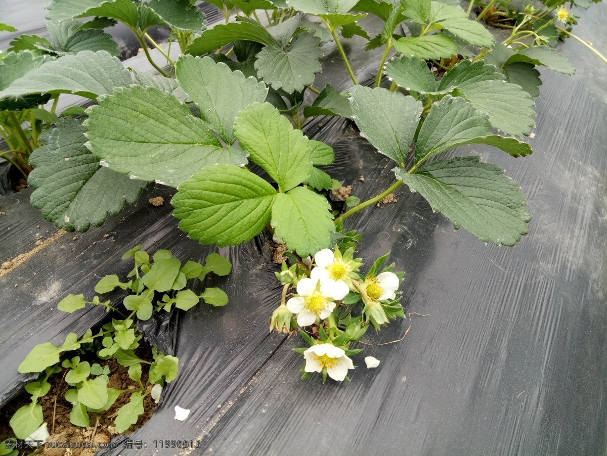 草莓花 草莓 草莓园 大棚草莓 草莓种植 水果 红果 生活百科 生活素材