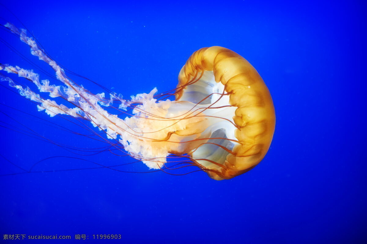 唯美 海底 水母 高清 蓝色海洋 海水 海洋 软体动物