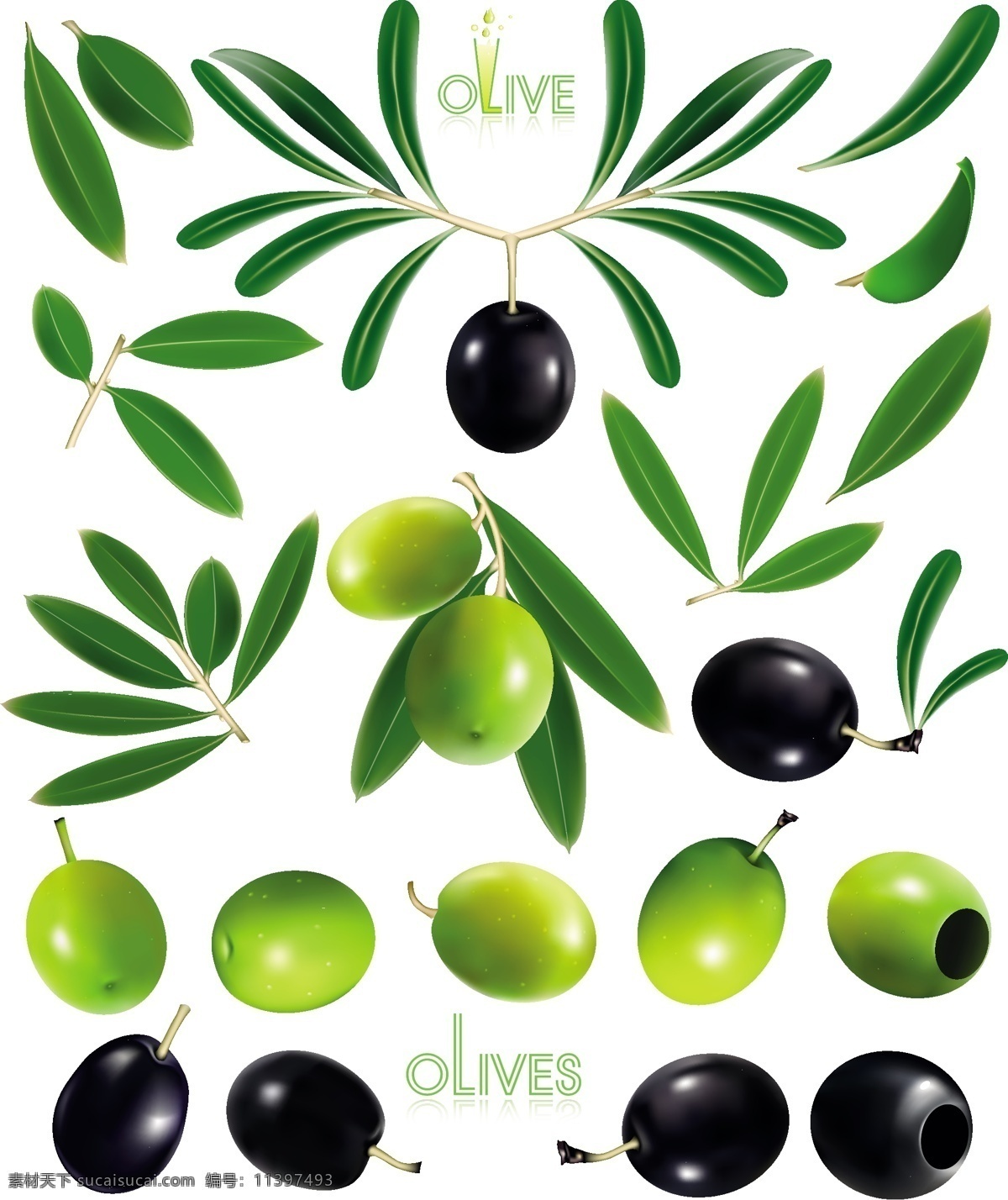 精美 油橄榄 橄榄 矢量 橄榄叶 橄榄枝 矢量图 其他矢量图