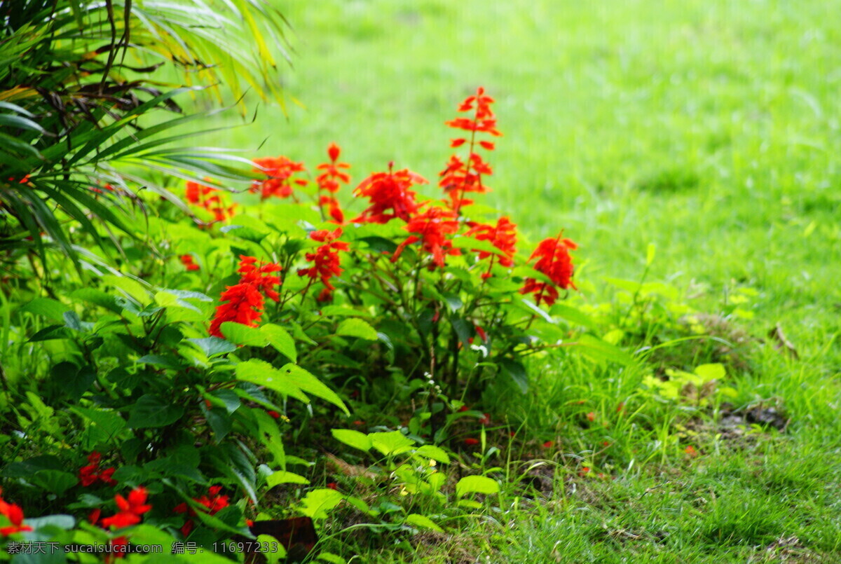 一串红 爆仗红 园林景观 公园 风景区 园林 红花 树叶 绿草地 草地 植物 花草 生物世界