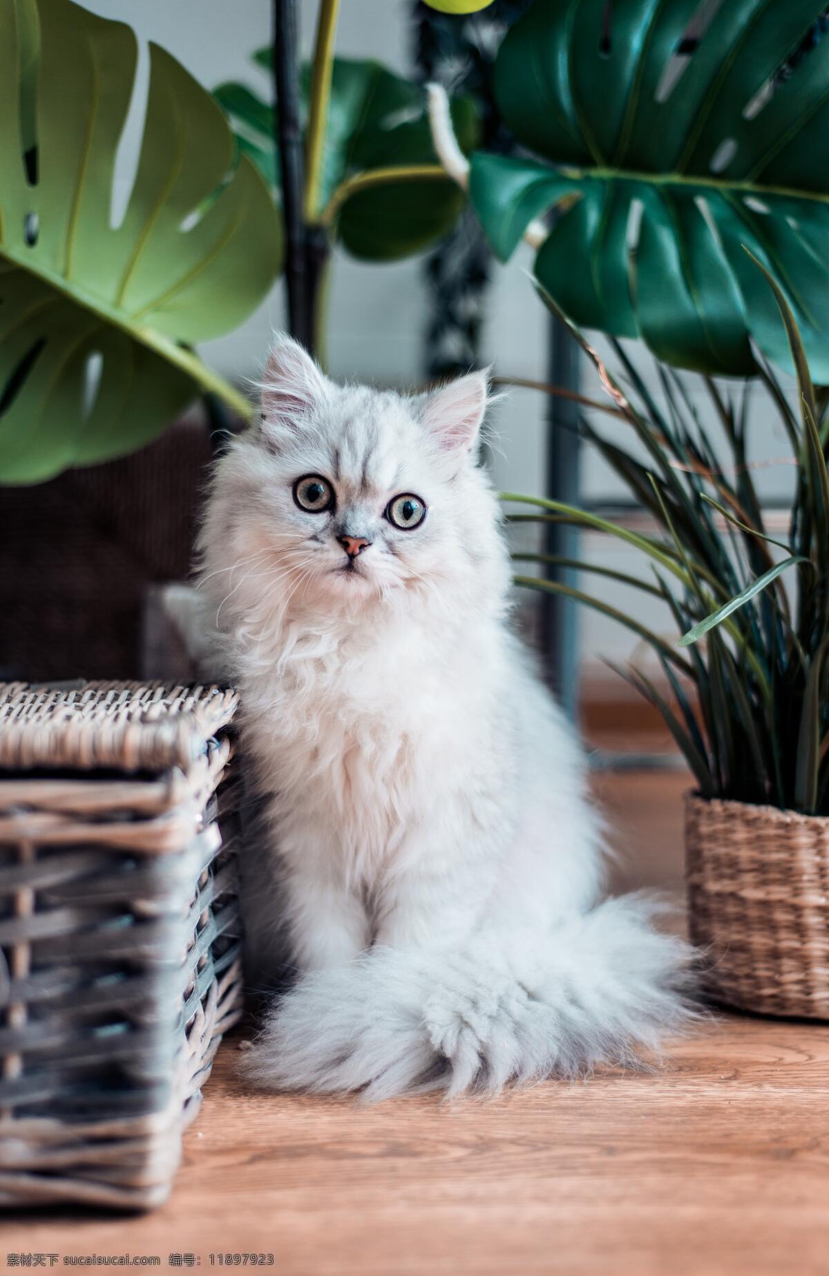 猫咪照 猫咪 盆栽 绿色 白色 眼睛 猫眼 篮子 绿叶 动物 生物世界 其他生物