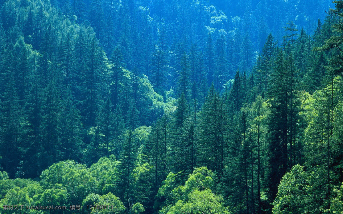 九寨沟风光 九寨沟 风光 雾霭 树林 高大乔木 墨绿 自然风景 风景名胜 自然景观