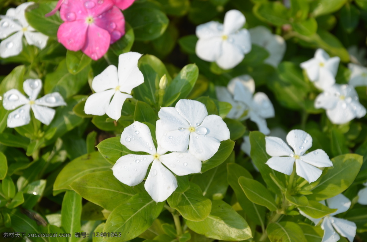 长春花 花卉 日日新 日日春 聚伞形花序 腋生 顶生 白色 花卉系列 花草 生物世界
