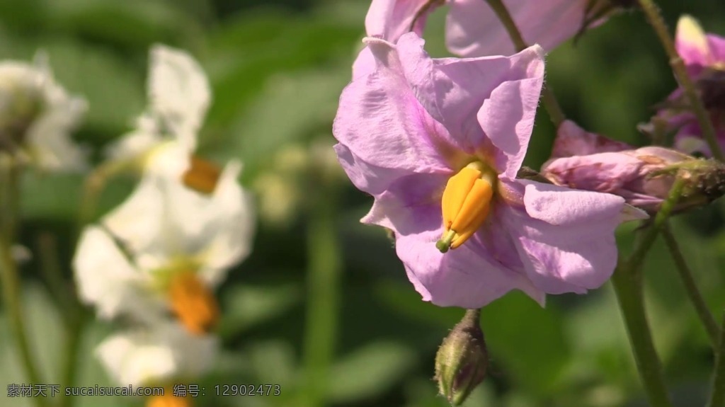 视频背景 实拍视频 视频 视频素材 视频模版 紫色 花卉 花卉视频