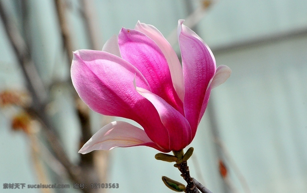 玉兰 白玉兰 紫玉兰 含苞未放 花 春天的玉兰 花草 生物世界