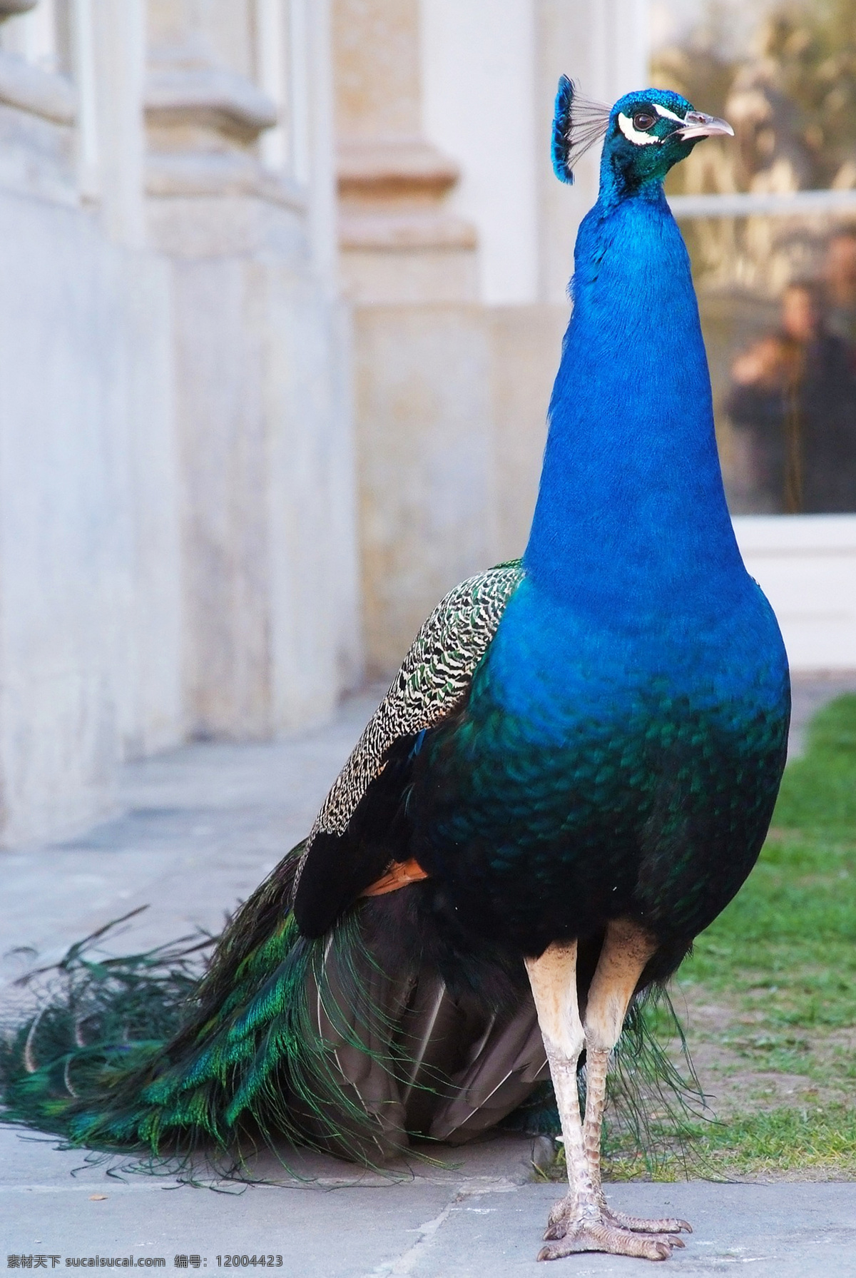 绿孔雀 蓝孔雀 刚果孔雀 pavonini 白孔雀 maurya 黑孔雀 peafowl 羽毛