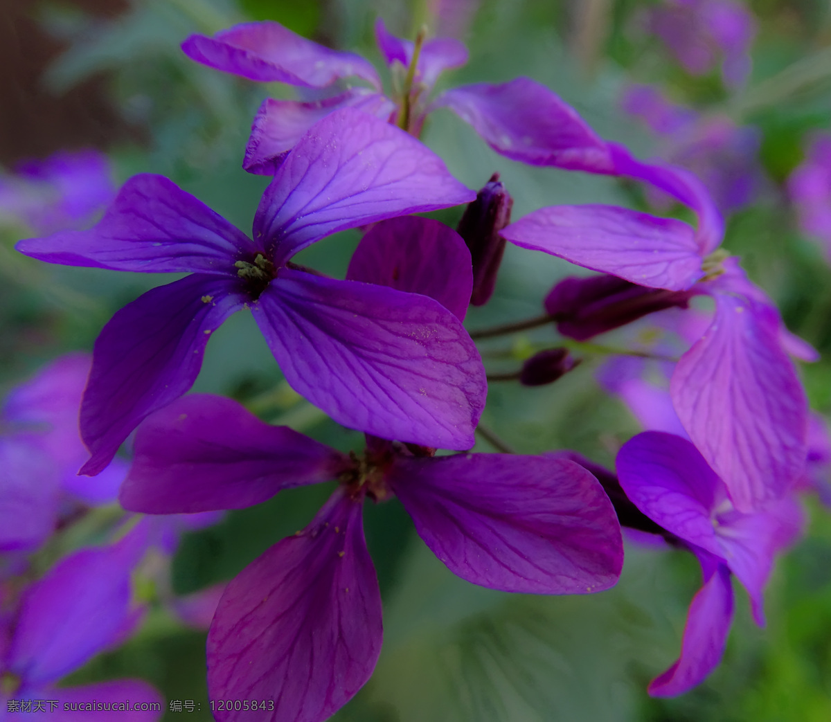 春天的花朵 花 紫色 紫色花 植物 自然 花园里的花 唯美图片 唯美壁纸 壁纸图片 桌面壁纸 壁纸 背景素材 手机壁纸 创意 生物世界 花草