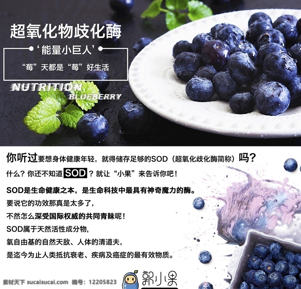 蓝莓海报 蓝 莓 海报 酶 sod 宣传