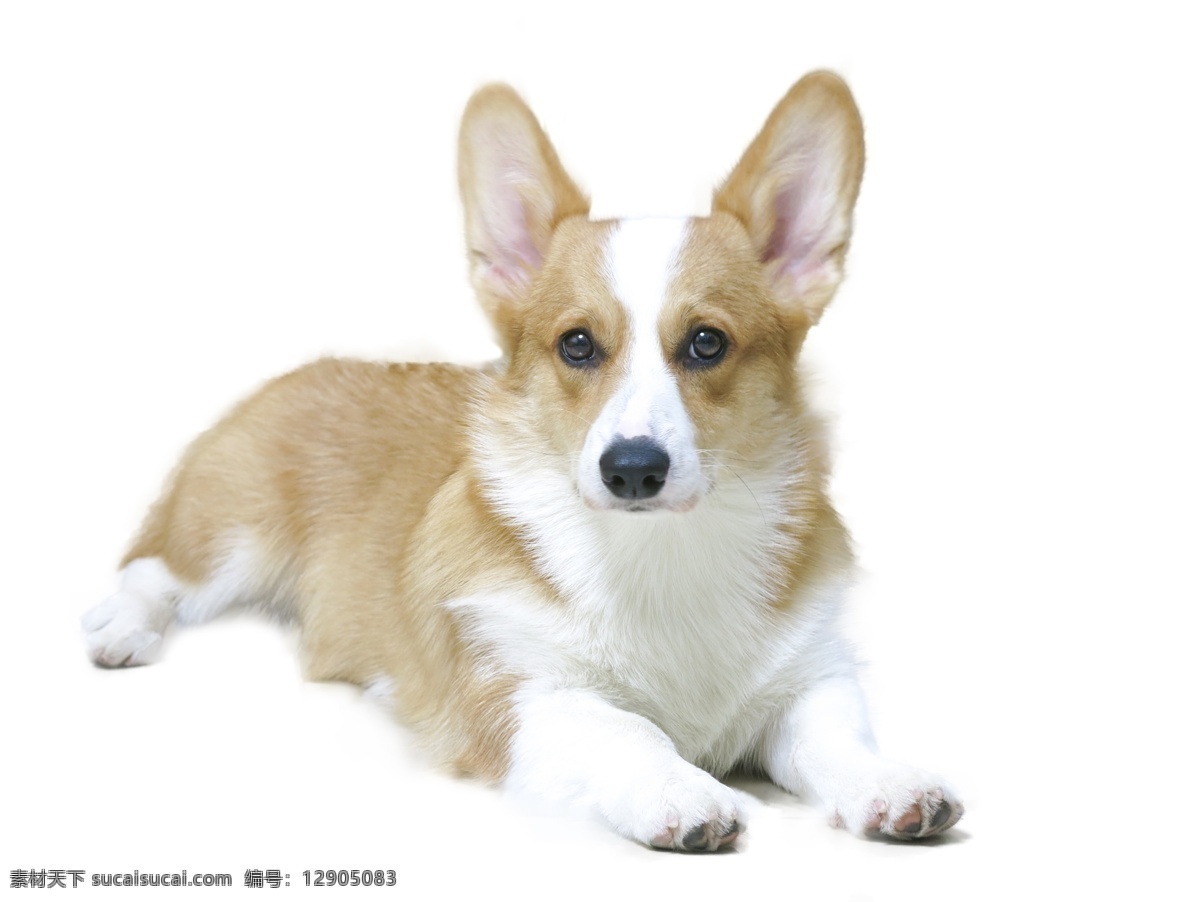 宠物狗 双色 柯基 犬 动物 柯基犬 宠物 狗