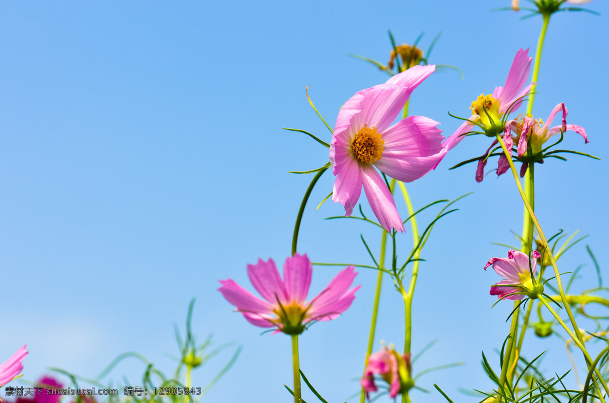 波斯菊 菊花 野花 野花组合 花语 花艺 园艺 园林 观花植物 观赏植物 鲜花 花草 花朵 花瓣 植物 花草植物树木 生物世界