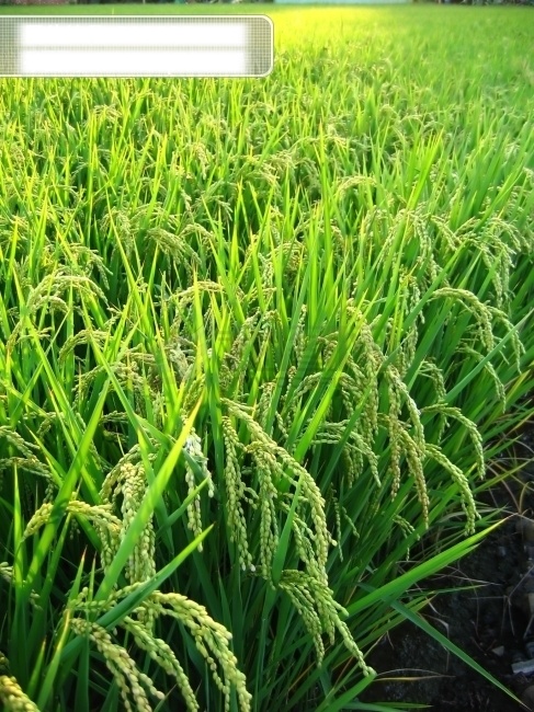 高清 风景 稻田 水稻 丰收 高清素材 绿色 农民 农业 田园风光 庄稼 生活 旅游餐饮