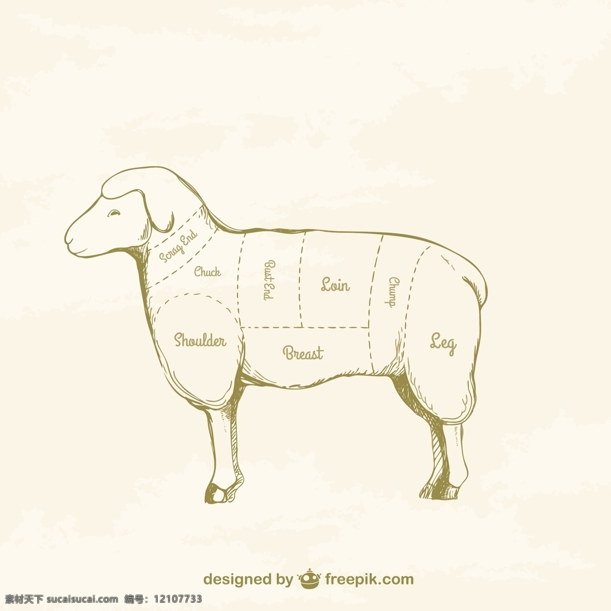 羊肉图 食品 动物 农场 绵羊 肉类 绘图 羔羊 农场动物 家畜 白色