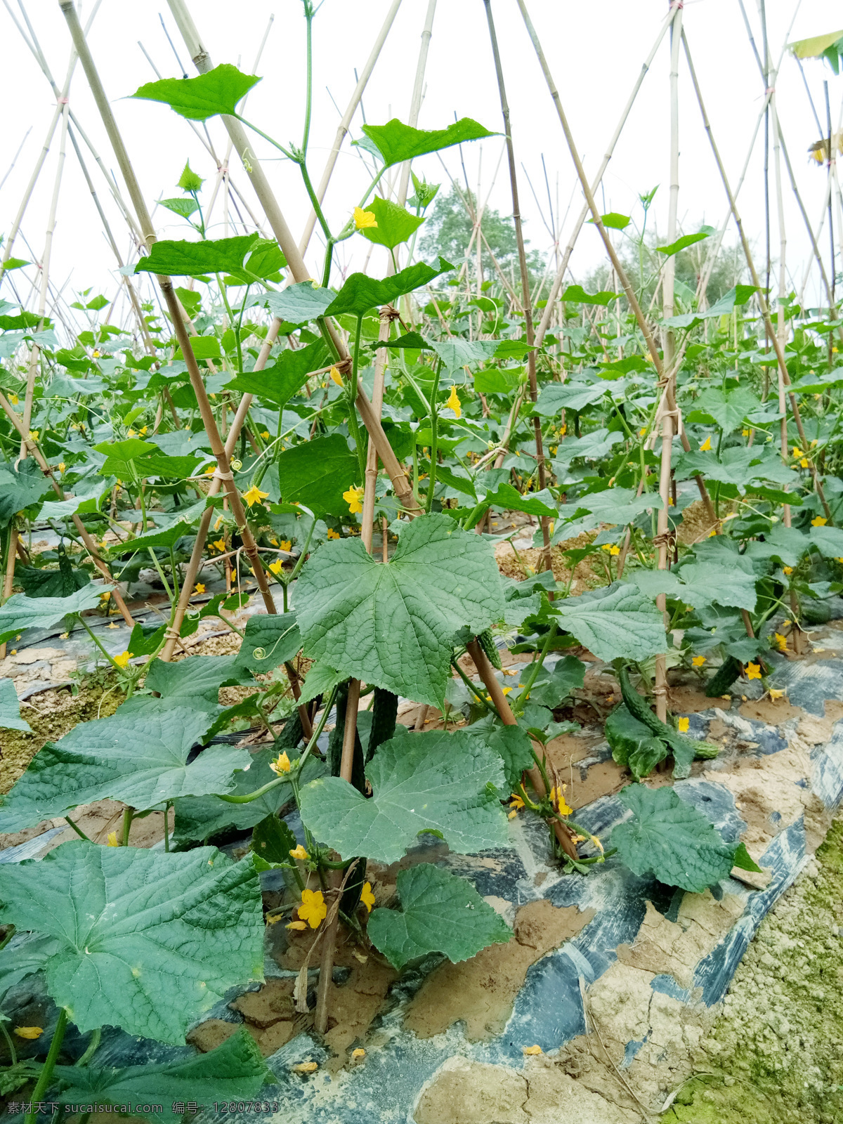 黄瓜图片 黄瓜叶 黄瓜种植 黄瓜苗 黄瓜花 青瓜 青瓜种植地 生物世界 蔬菜