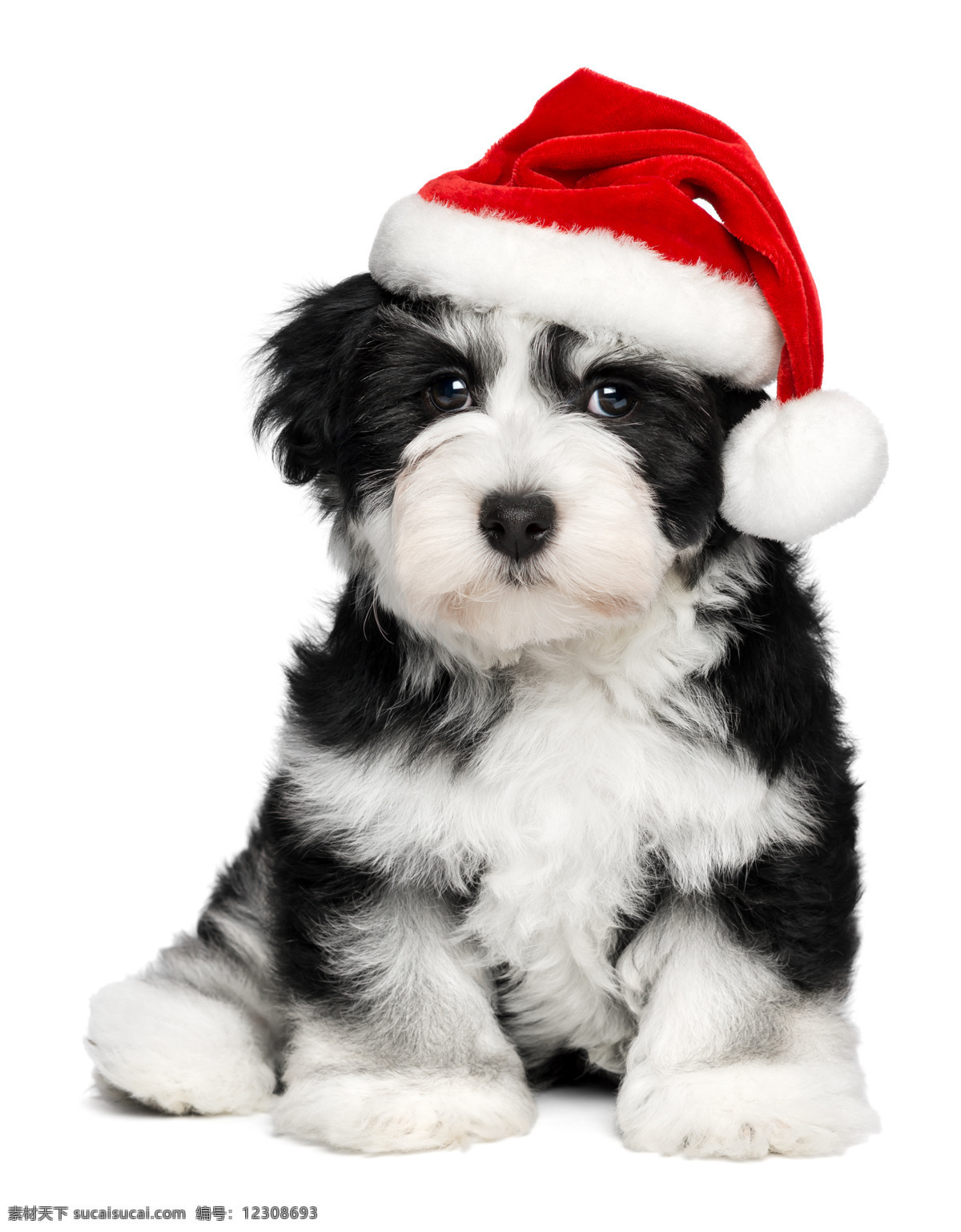 圣诞狗狗 圣诞节 小狗 萌狗狗 萌宠 宠物 可爱 狗狗 圣诞帽 动物 家禽家畜 生物世界