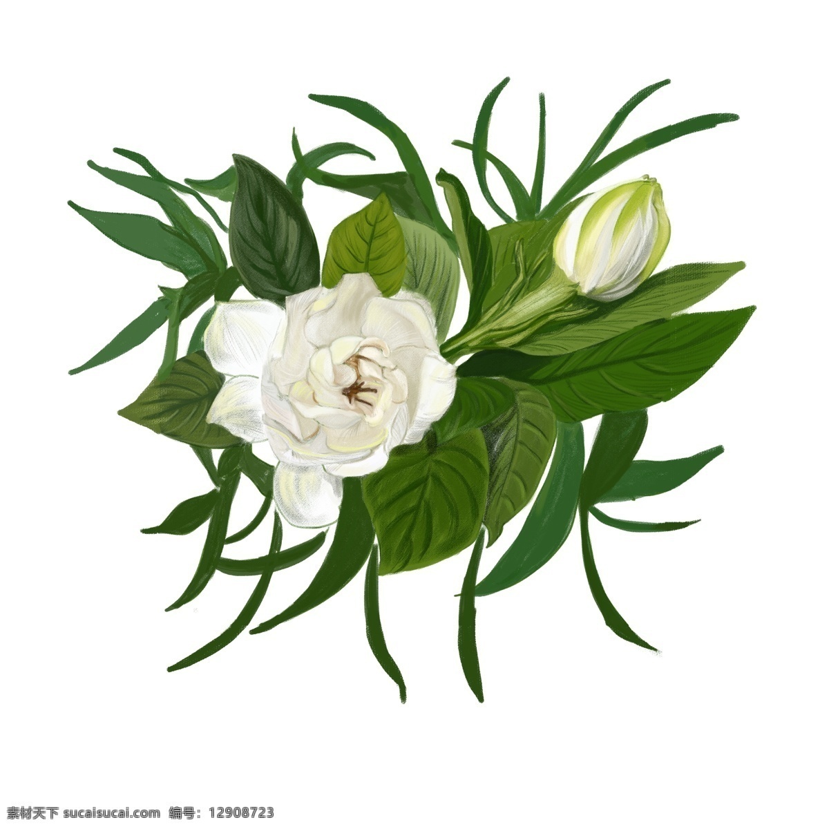 手绘 植物 元素 栀子花 写实 花卉 水培植物 纯洁 白色植物 写实细腻 白色
