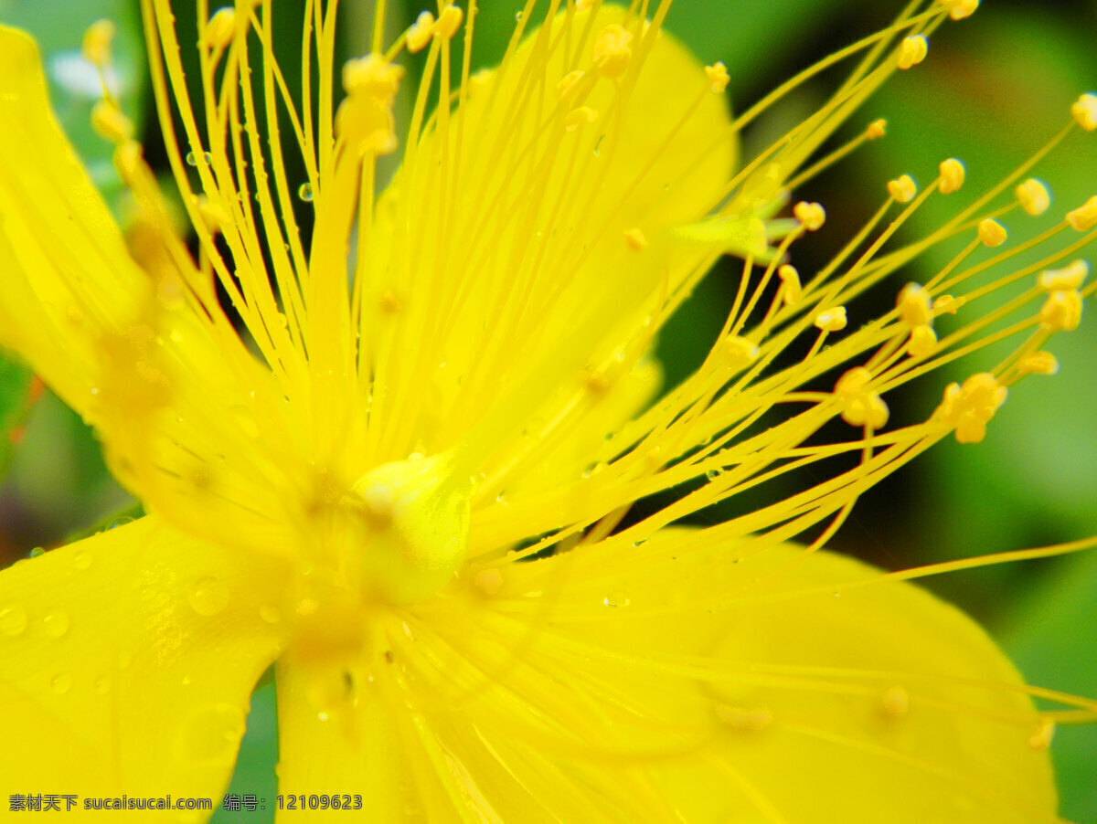 花芯摄影特写 菊花 花芯 红色花 花的写真 生物 花草 自然生物 绽放 生物世界 花草摄影