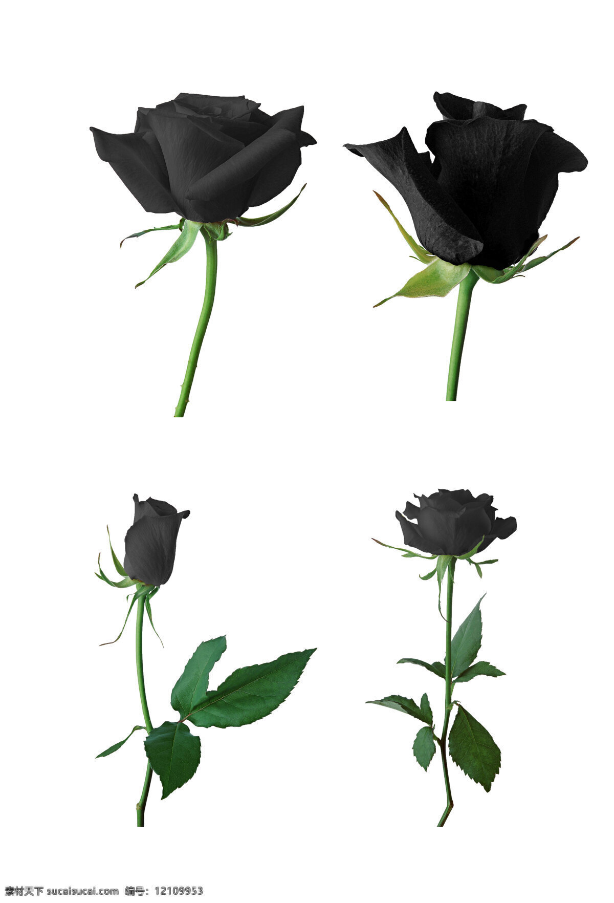 高清 黑色 玫瑰花