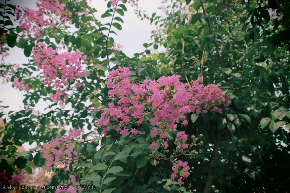 紫薇花 夏花 鲜花 盛夏 鲜艳 红花 生物世界 花草