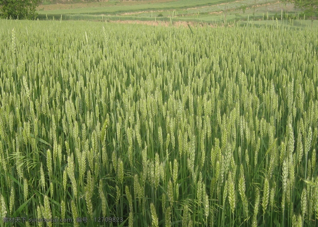 麦田 麦田小麦 麦地 麦子 小麦 麦穗 绿油油 田园风光 自然景观