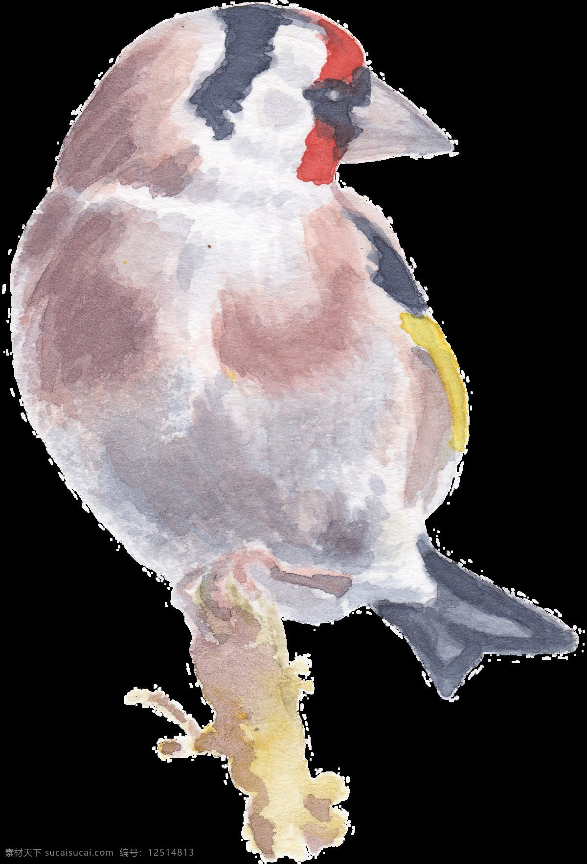 扭头 站 树干 上 小鸟 水彩 透明 动物 黑色 红色 免扣素材 鸟类 透明素材 装饰图片