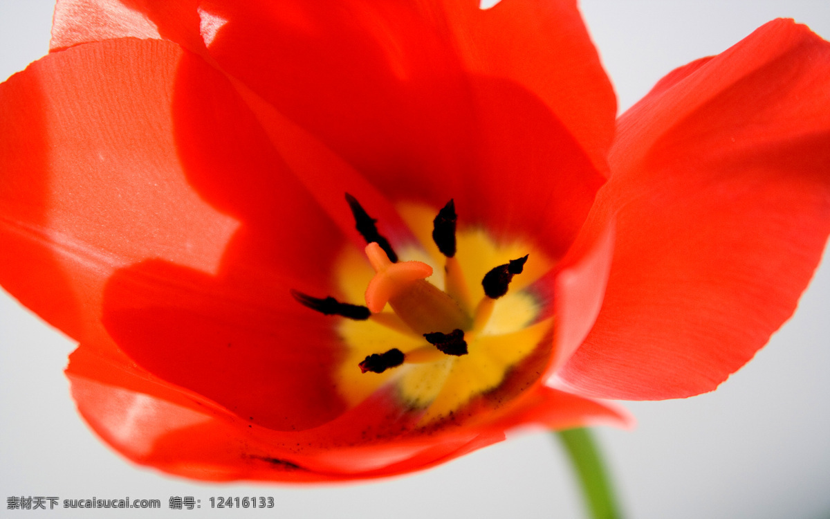 flowers186 室内 彩 平 图 块 花卉 装饰品 室内素材 家居素材 平面设计 室内设计 高清图片 效果图 红色