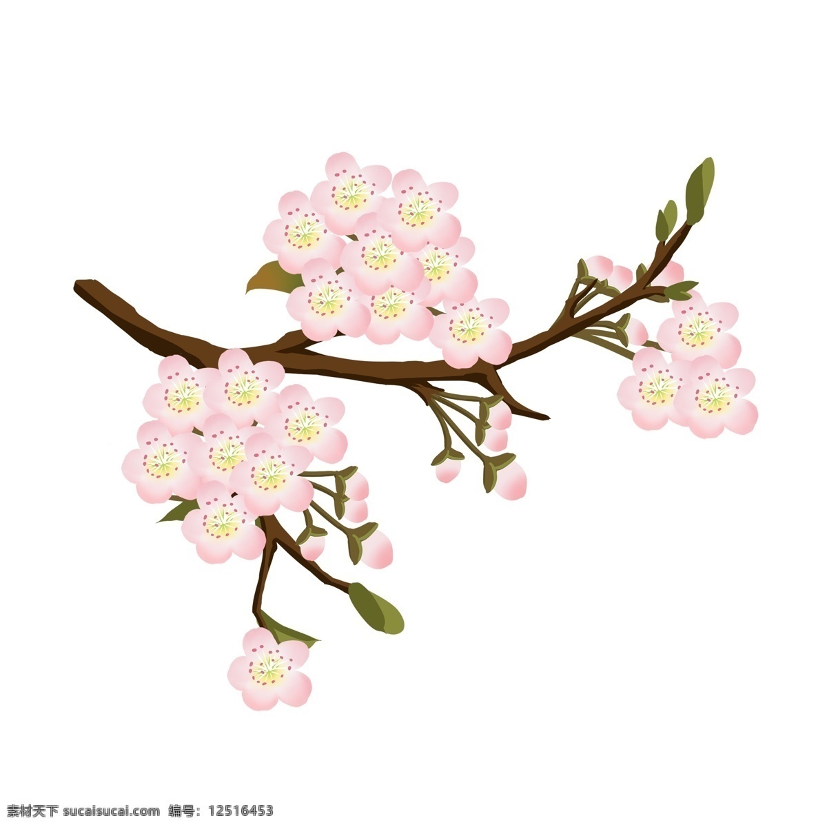 梨花 粉色 花朵 花枝 花卉 手绘 春季 装饰 简约 风