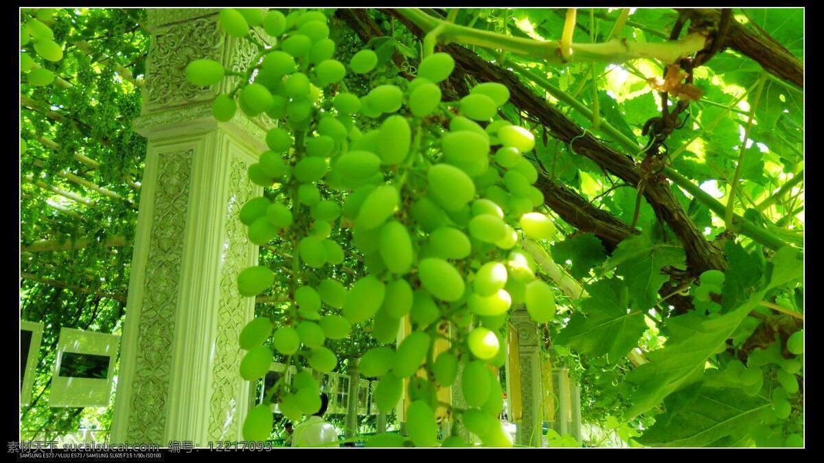 新疆 吐鲁番市 葡萄沟 吐鲁番 葡萄树 葡萄 水果 生物世界