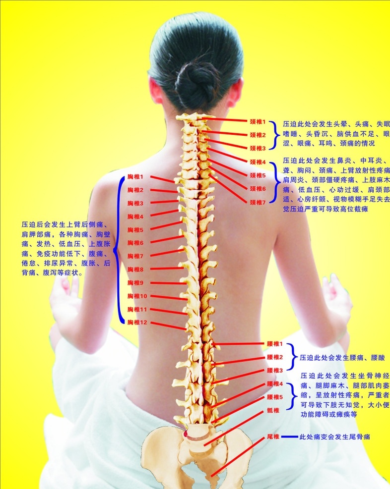 脊柱养生 生命之梁 健康之柱 颈椎 胸椎 腰椎 骶骨 海报