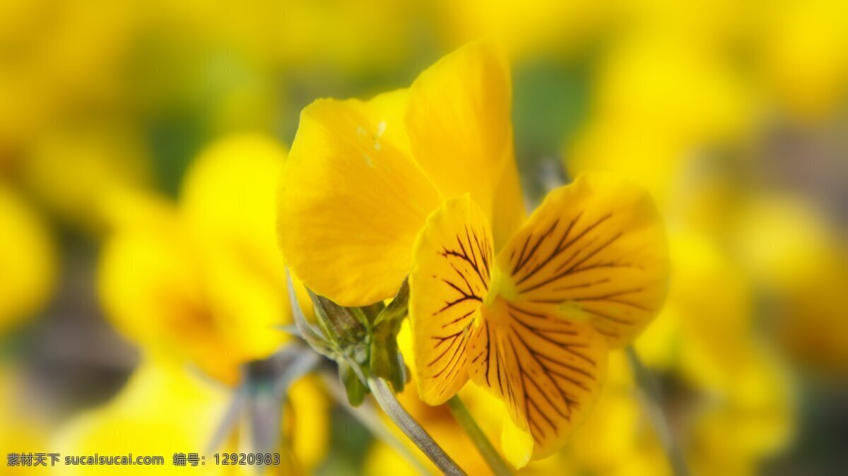 黄色花朵 黄色 花朵 花卉 花丛 植物 生物世界 花草