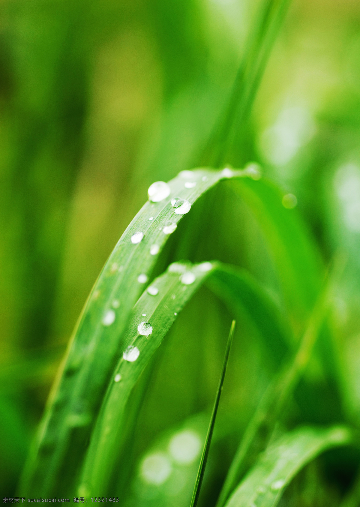 高清图片 花草 绿叶 生物世界 树木树叶 树叶 水滴 特写 绿叶特写图片 水珠 植物 微距摄影 花草高清图片