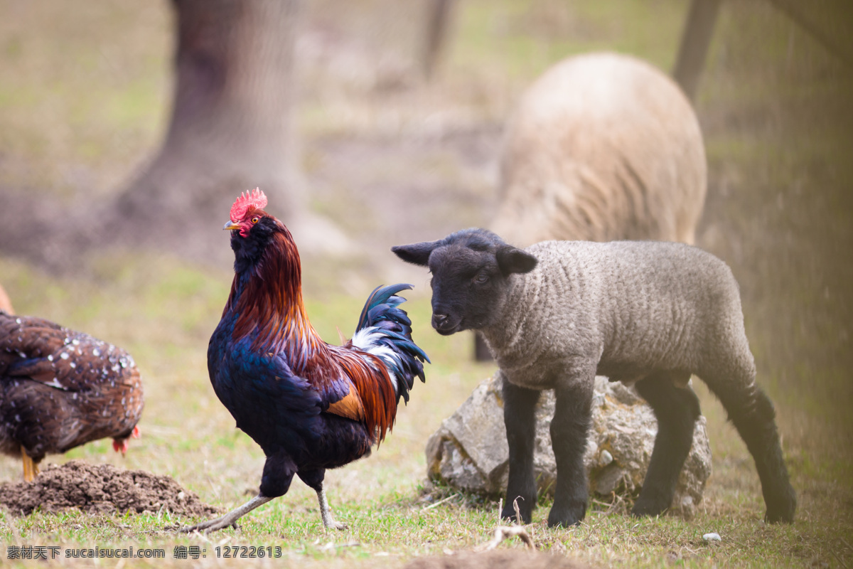 羊羔 母鸡 公鸡 小羊 鸡 家禽动物 鸡摄影 陆地动物 生物世界 黑色